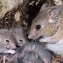 Nigeria records 80 deaths from Lassa fever in one week